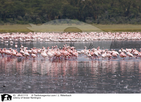 Kolonie Zwergflamingos / colonyof lesser flamingos / JR-01113